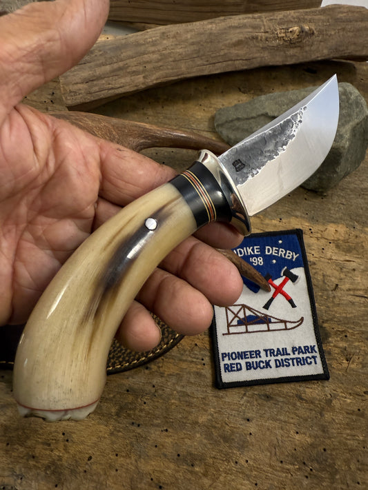 Musk Ox South Dakota Caper Sheep Horn Butt NS.