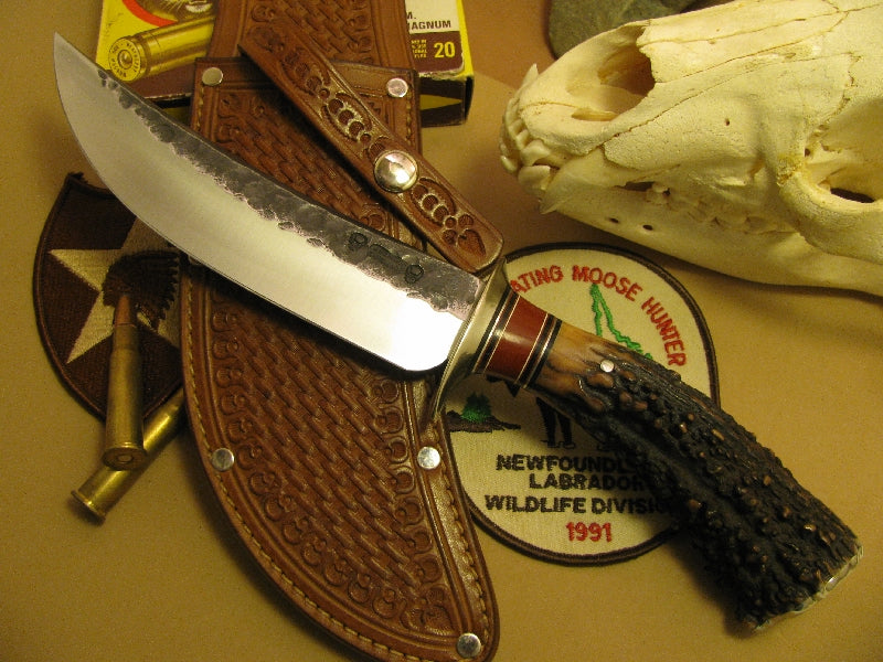 Camp 8" Exhibition Grade sambar Stag