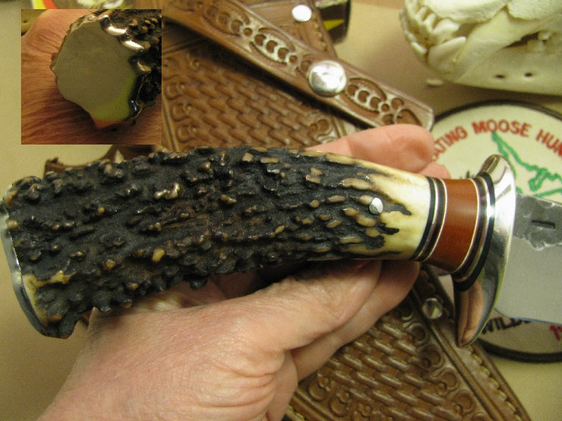 Camp 8" Exhibition Grade sambar Stag