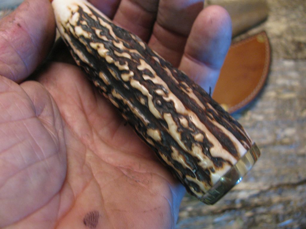 Exhibition Grade Sambar Stag  Skinner