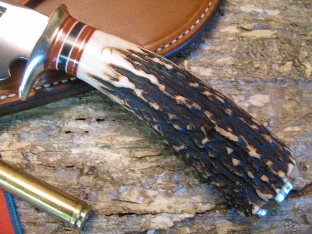 Exhibition Grade Sambar Stag  Skinner