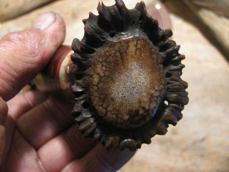 Treeman Woodmonk Skinner Studebaker Spring Crown Stag