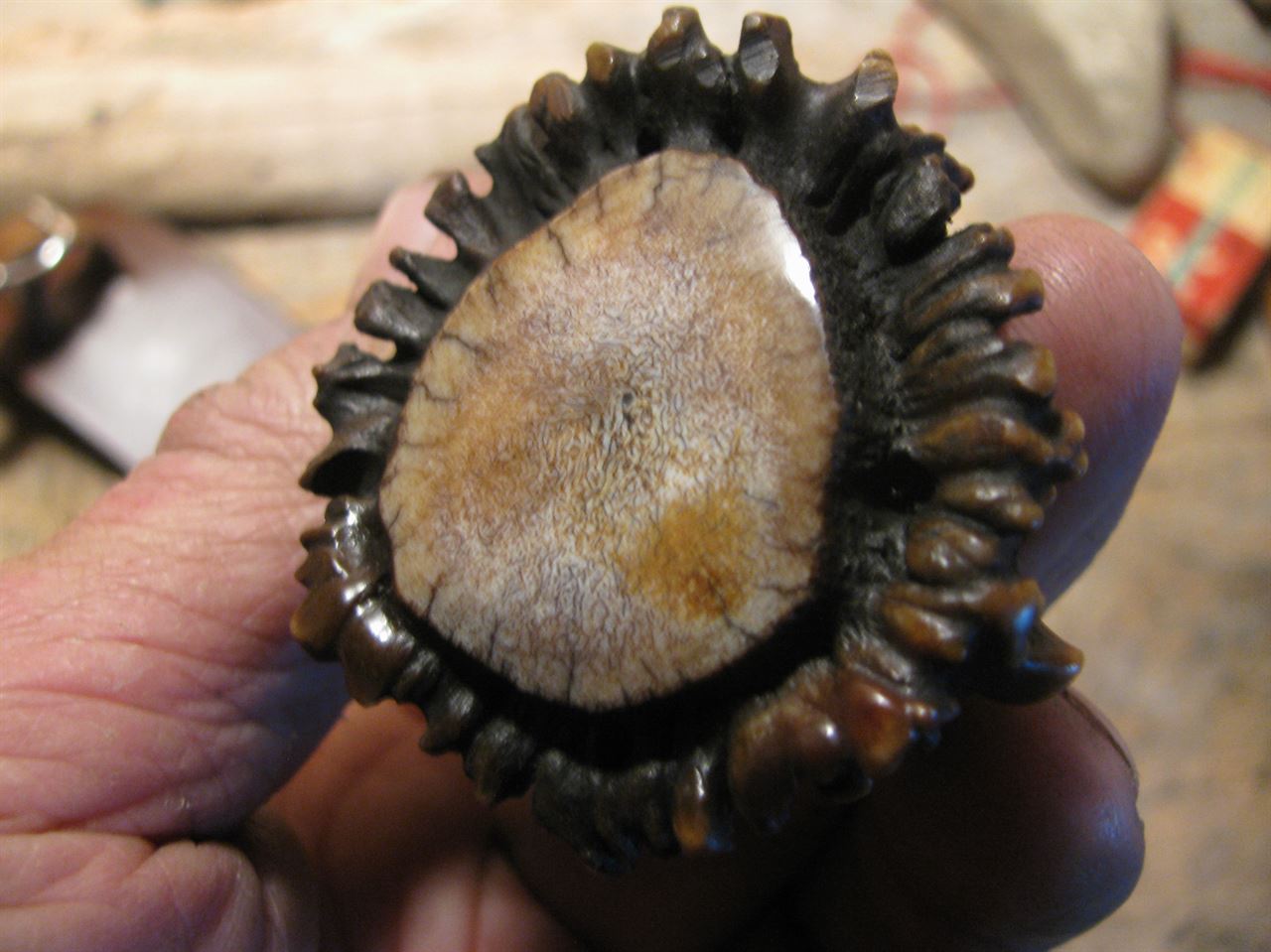 J. Behring Handmade MOPAR Camp Fighter Crown Stag