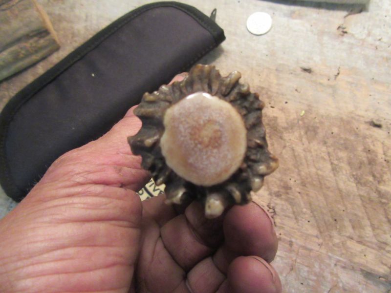 Treeman  Double Bit Axe Horsehide  Crown STAG  6 3/4" OAL