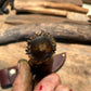 Treeman Caper Brass Horse Hide German Roe Deer crown stag Butt