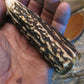 Exhibition Grade Sambar Stag  Skinner