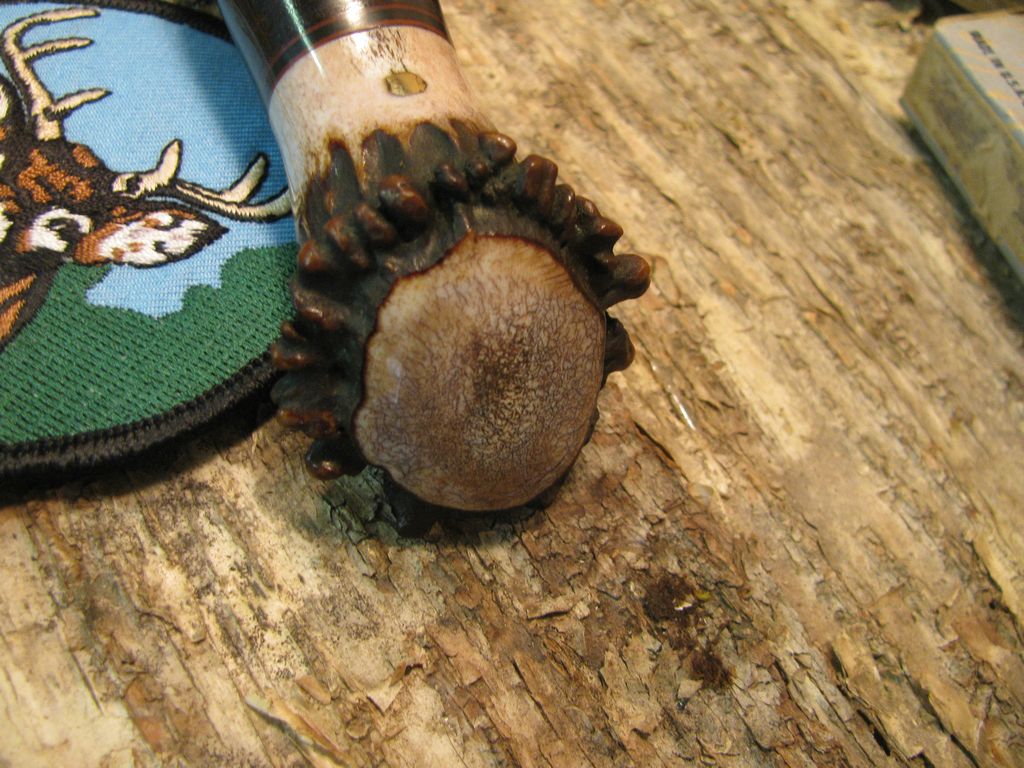 Treeman Big Bay Hunter ~Scagel Style Crown Stag