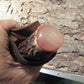    Alaskan Hammer Mark Semi Skinner Red Stag Ox Butt Cap