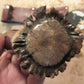 Treeman Fox River Hunter Horsehide crown Stag 
