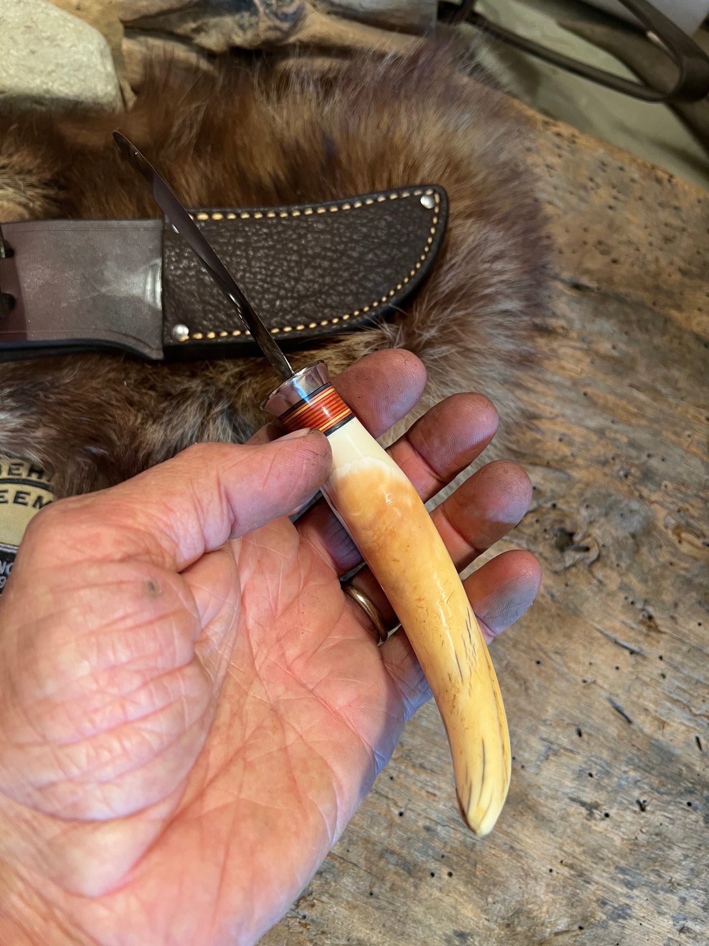 Treeman Wart Hog Tusk Ivory AEB-L stainless Caper  Elephant Ear sheath