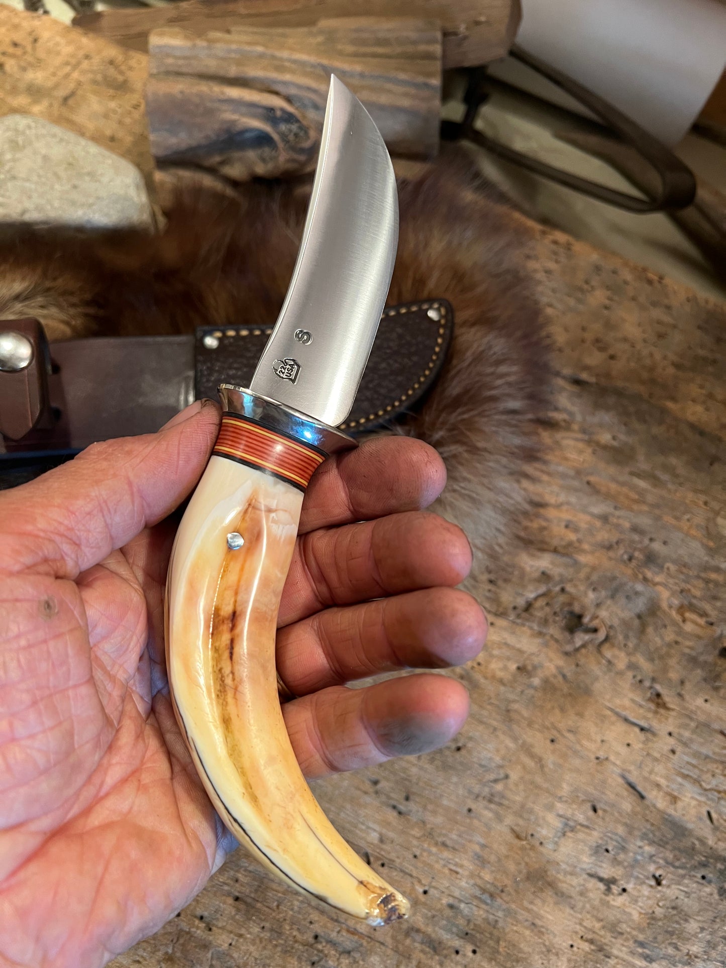 Treeman Wart Hog Tusk Ivory AEB-L stainless Caper  Elephant Ear sheath
